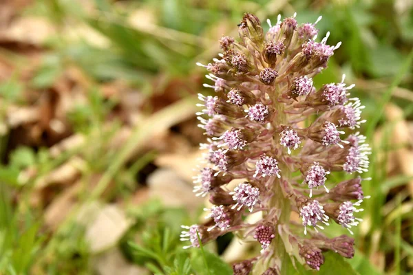 Butterbur Herbe Médicinale Avec Fleur Printemps Allemagne — Photo