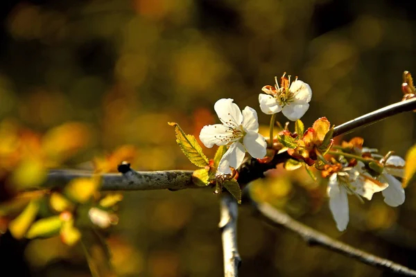 春にドイツをバックライトに野生の桜 — ストック写真