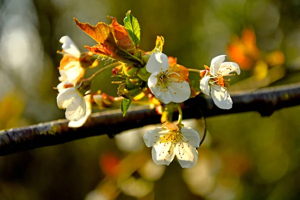 Wild Cherry Blossom Spring Backlit Germany — Stock Photo, Image