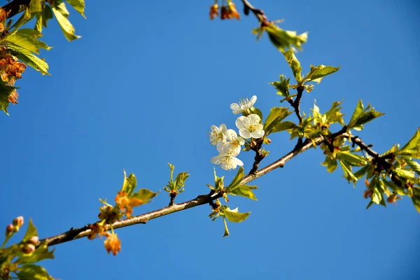 Fioritura Ciliegio Selvatico Primavera Germania Retroilluminata — Foto Stock