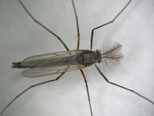 Male Buzzer Midge Macro — Stock Photo, Image