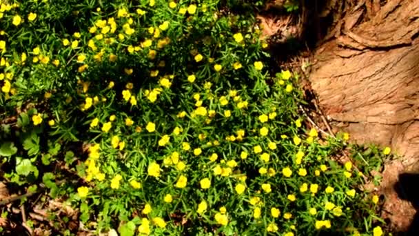 Bosque Alemania Primavera Con Muchas Copas Mantequilla — Vídeos de Stock