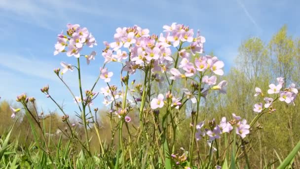 Kuckucksblüte Frühling Mit Sanfter Brise — Stockvideo