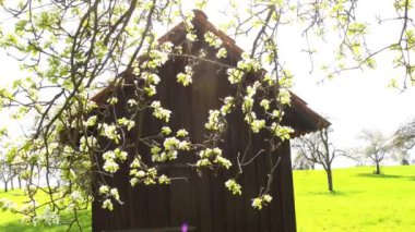 Almanya 'da eski bir ahşap kulübenin önünde elma ağacı çiçek açtı.