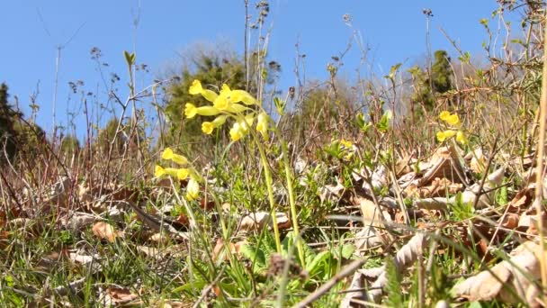 Cowslips Erva Medicinal Primavera Alb Suábia Alemanha — Vídeo de Stock