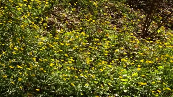 Bosque Alemania Primavera Con Muchas Copas Mantequilla — Vídeos de Stock