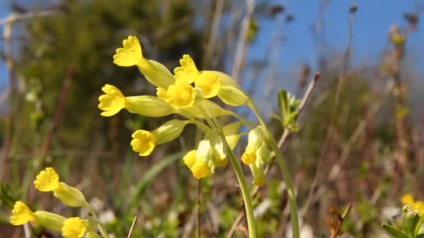 Cowslips Medicinalört Våren Schwaben Alb Tyskland — Stockvideo