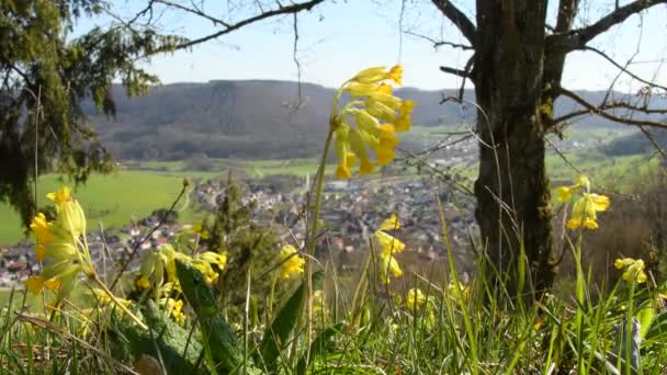 Cowslips Medicinal Herb Spring Swabian Alb Germany — Stock Video