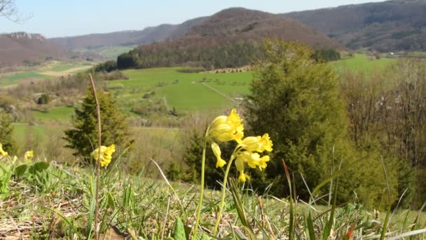 Resbalones Vacas Hierba Medicinal Primavera Alb Suabia Alemania — Vídeo de stock