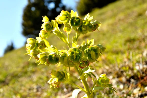 Blooming Hellebore Medicinal Herb Flower — Stock Photo, Image