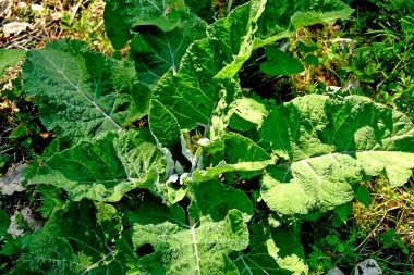 Genç burdock yaprakları baharda Almanya 'da