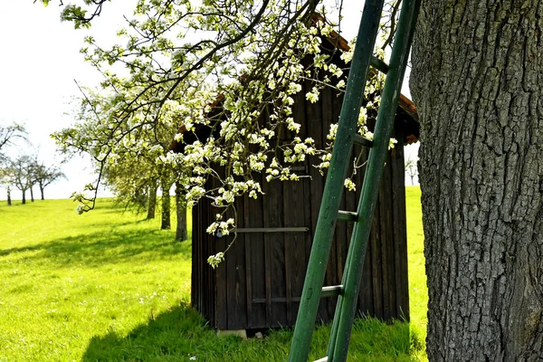 Flor Maçã Com Celeiro Velho Mola Escada Alemanha — Fotografia de Stock