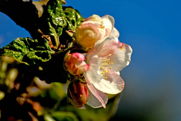 Apple Blossom Spring Germany — Stock Photo, Image