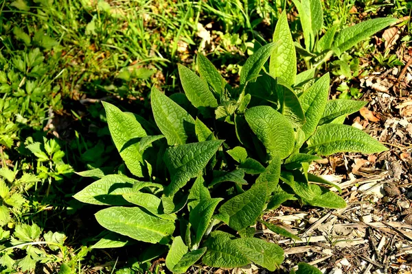 Comfrey Νεαρά Φρέσκα Φύλλα Την Άνοιξη — Φωτογραφία Αρχείου