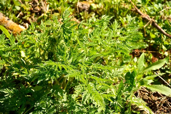 Chervil Przyprawa Niemieckim Lesie Wiosennym — Zdjęcie stockowe