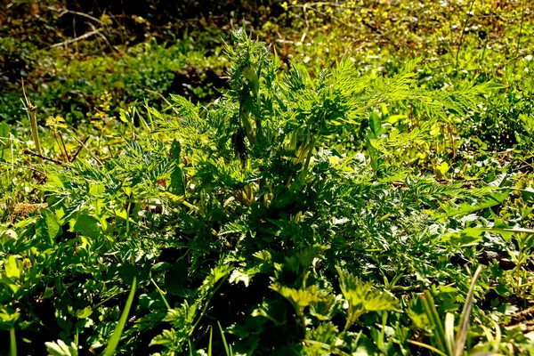 Chervil Especia Bosque Primavera Alemán —  Fotos de Stock