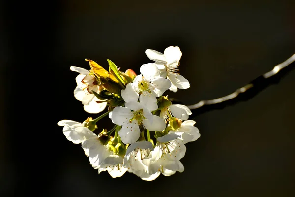 Wild Cherry Blossom Spring Backlit Germany — Stock Photo, Image
