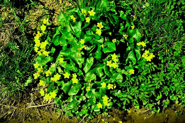 Palude Calendula Fiore Primavera Germania — Foto Stock