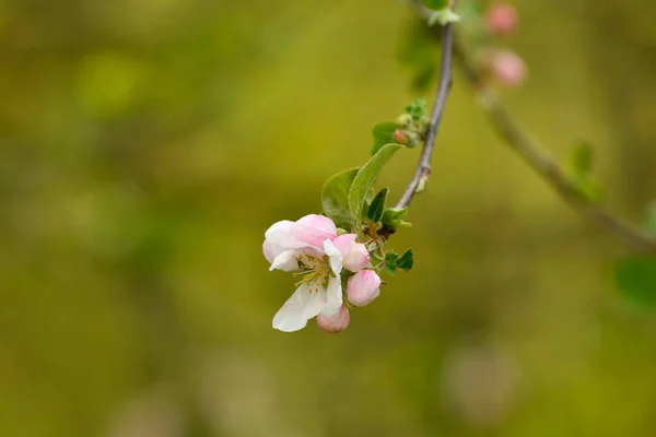 春にドイツでリンゴの花が咲き — ストック写真