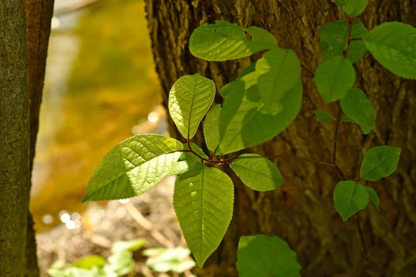 Jong Groen Blad Het Voorjaar Achtergrondverlichting — Stockfoto