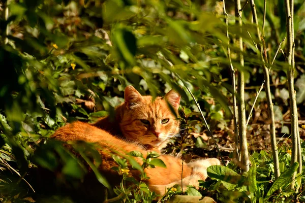 Рыжая Кошка Скрытая Зеленом — стоковое фото
