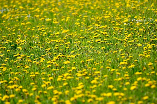 Äng Maskros Blommor Våren Tyskland — Stockfoto