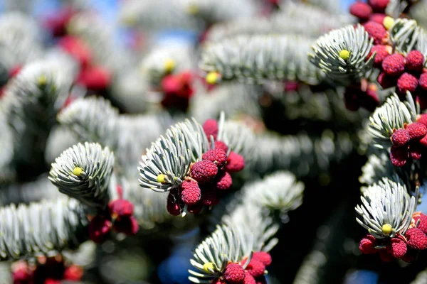 花の芽と若い成長のトウヒのコーンとトウヒ — ストック写真