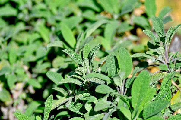 Salvia Många Växter Solen — Stockfoto