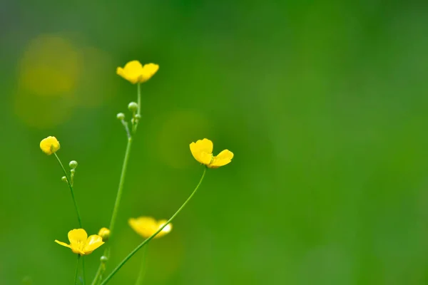 Buttercups Meadow Green Blurred Background —  Fotos de Stock