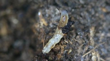 Koyu kanatlı mantar sineği, mikroskop altında larva.