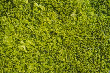 Yakın planda yeşil salata