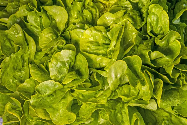 Salade Verte Dans Gros Plan — Photo