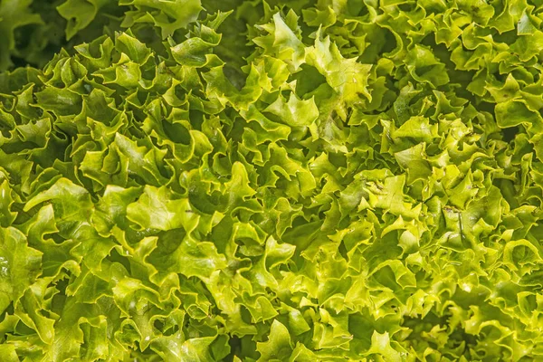 Green Salad Closeup — Stock Photo, Image