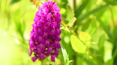 Almanya 'daki UNESCO rezervi Swabian Alblerinde piramit orkidesi