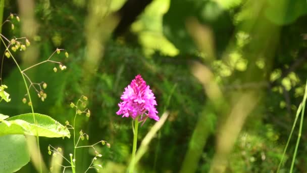 Orquídea Piramidal Reserva Unesco Alb Suabia Alemania — Vídeo de stock