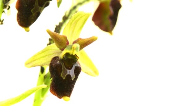 Die Frühe Spinnenorchidee Auf Einer Wiese Deutschland — Stockvideo