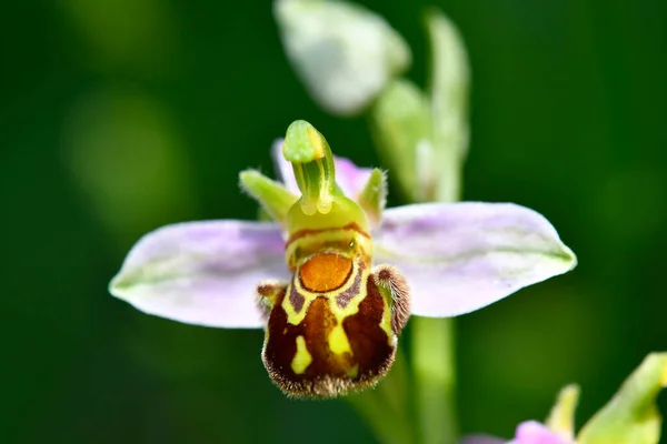 Bienen Orchidee Sommer Deutschland — Stockfoto