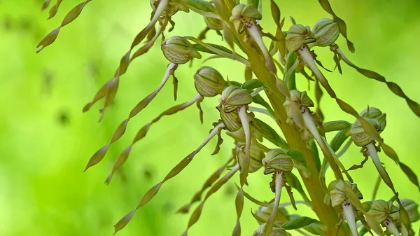 Orquídea Silvestre Alemana Orquídea Lagarto —  Fotos de Stock