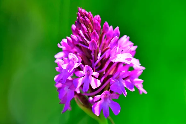 Pyramidal Orchid German Wild Orchid — Stock Photo, Image