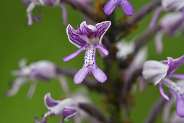 Militärische Orchidee Wildblume Deutschland — Stockfoto