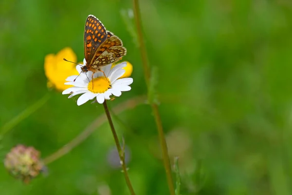 Heidekrautschmetterling Auf Einer Blume Einer Margeritenblume — Stockfoto