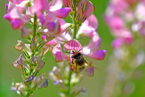 Blomma Sainfoin — Stockfoto