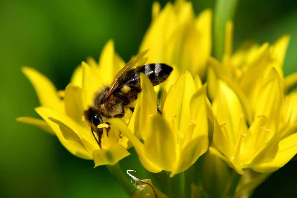 Gul Blomma Magiska Ört Moly — Stockfoto