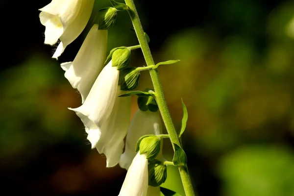 Hierba Medicinal Foxglove Blanco Con Flor —  Fotos de Stock