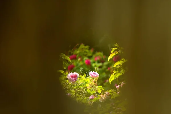 Uma Vista Para Jardim Com Rosas Através Buraco — Fotografia de Stock