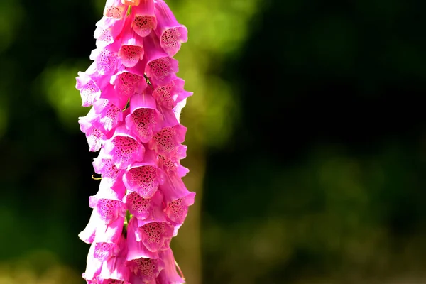 Şifalı Bitki Çiçekli Mor Yüksükotu — Stok fotoğraf