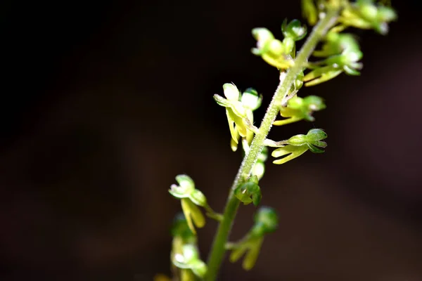 Twayblade Άγρια Ορχιδέα Του Γερμανικού Κορμού — Φωτογραφία Αρχείου