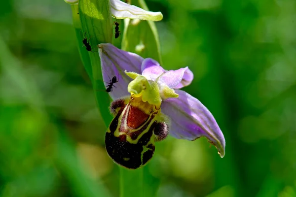 Orchidée Abeille Été Allemagne — Photo