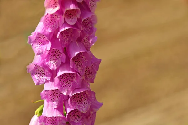 Şifalı Bitki Çiçekli Mor Yüksükotu — Stok fotoğraf
