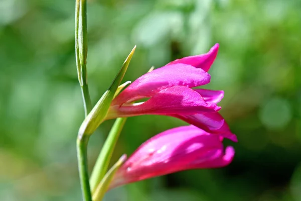 Sword Liy Flower Herbal Garden Germany — Stock Photo, Image